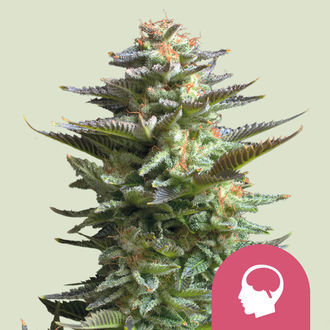 Amnesia Haze (Royal Queen Seeds) feminizovan&aacute;
