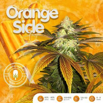 Orangesicle (T.H.Seeds) feminizovan&aacute;