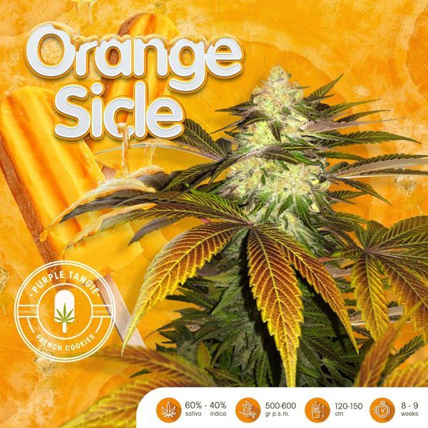 Orangesicle (T.H.Seeds) feminizovaná