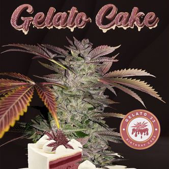 Gelato Cake (T.H.Seeds) feminizovan&aacute;