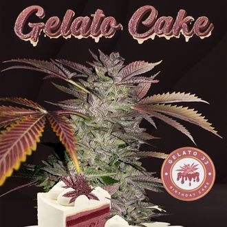 Gelato Cake (T.H.Seeds) feminizovan&aacute;