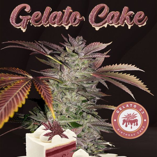 Gelato Cake (T.H.Seeds) feminizovaná