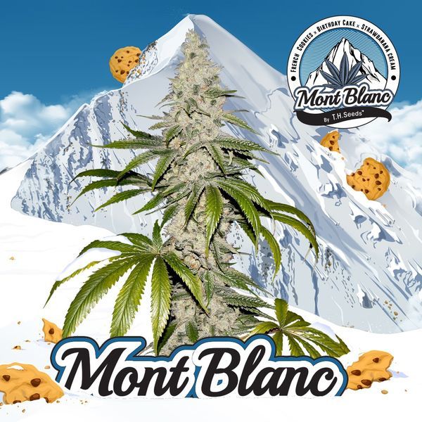 Mont Blanc (T.H.Seeds) feminizovaná