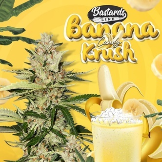 Banana Candy Krush (T.H.Seeds) feminizovan&aacute;