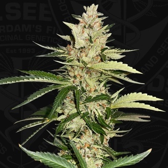 Banana Candy Krush (T.H.Seeds) feminizovaná