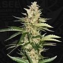 Banana Candy Krush (T.H.Seeds) feminizovaná