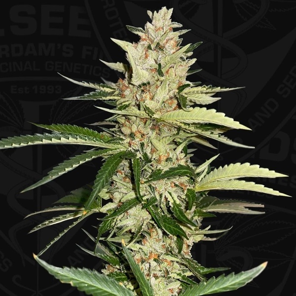 Banana Candy Krush (T.H.Seeds) feminizovaná
