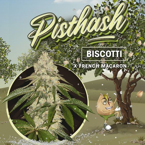 Pisthash (T.H.Seeds) feminizovaná