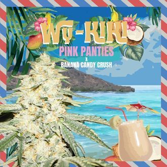 Wy-Kiki (T.H.Seeds) feminizovan&aacute;