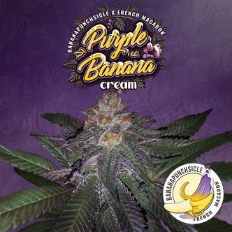 Purple Banana Cream (T.H.Seeds) feminizovan&aacute;