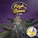 Purple Banana Cream (T.H.Seeds) feminizovaná