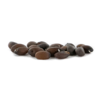 Šanta kočičí – Nepeta cataria