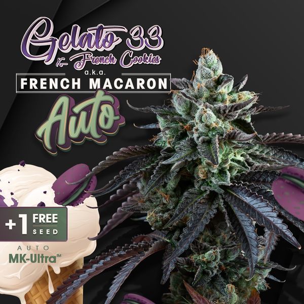 Auto French Macaron (T.H.Seeds) feminizovaná