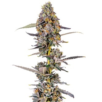 Cherry Mac Muffin (Growers Choice) feminizovan&aacute;