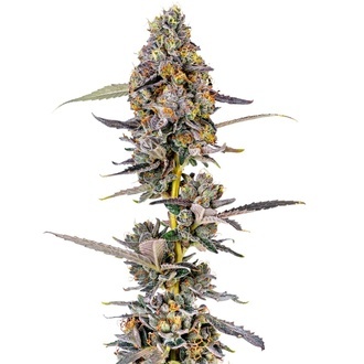 Cherry Mac Muffin (Growers Choice) feminizovan&aacute;