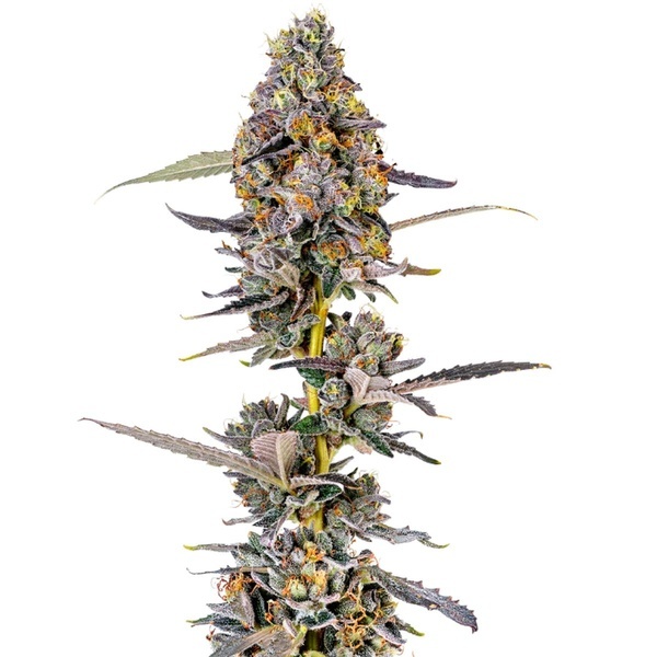 Cherry Mac Muffin (Growers Choice) feminizovaná