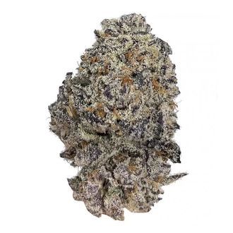 Original Oz (Growers Choice) feminizovan&aacute;