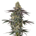 Original Oz (Growers Choice) feminizovaná