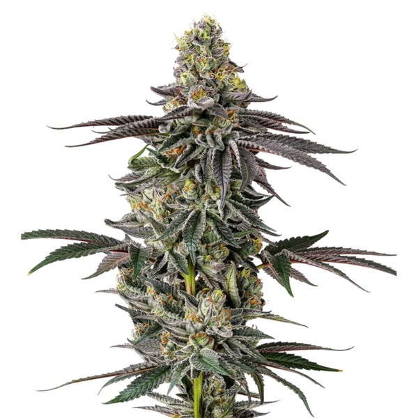 Original Oz (Growers Choice) feminizovaná