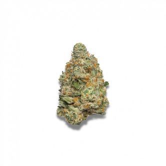 Apple Fritter Samonakv&eacute;tac&iacute; (Growers Choice) feminizovan&aacute;