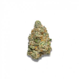 Apple Fritter Samonakv&eacute;tac&iacute; (Growers Choice) feminizovan&aacute;