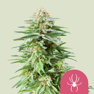 White Widow (Royal Queen Seeds) feminizovan&aacute;
