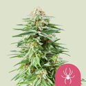 White Widow (Royal Queen Seeds) feminizovaná