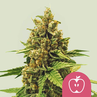 Apple Fritter (Royal Queen Seeds) feminizovan&aacute;