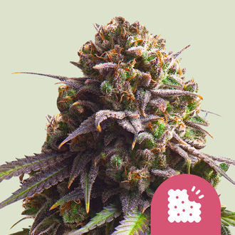 Biscotti (Royal Queen Seeds) feminizovan&aacute;