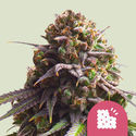Biscotti (Royal Queen Seeds) feminizovaná