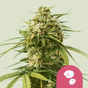 Gushers (Royal Queen Seeds) feminizovaná