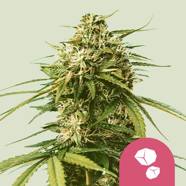 Gushers (Royal Queen Seeds) feminizovaná
