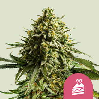 Wedding Cake (Royal Queen Seeds) feminizovan&aacute;