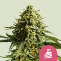 Wedding Cake (Royal Queen Seeds) feminizovaná