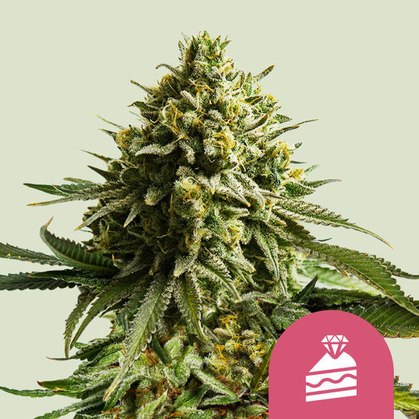 Wedding Cake (Royal Queen Seeds) feminizovaná