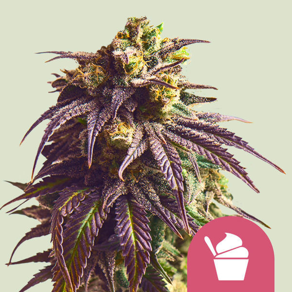 Sundae Driver (Royal Queen Seeds) feminizovaná