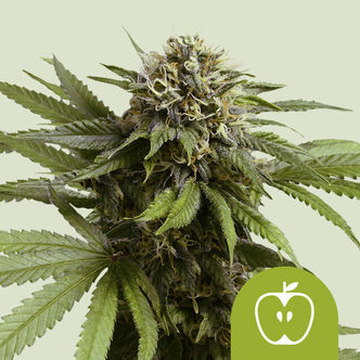 Apple Fritter Samonakv&eacute;tac&iacute; (Royal Queen Seeds) feminizovan&aacute;