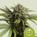 Apple Fritter Samonakvétací (Royal Queen Seeds) feminizovaná