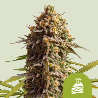 Wedding Cake Samonakv&eacute;tac&iacute; (Royal Queen Seeds) feminizovan&aacute;