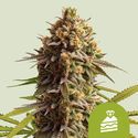 Wedding Cake Samonakvétací (Royal Queen Seeds) feminizovaná