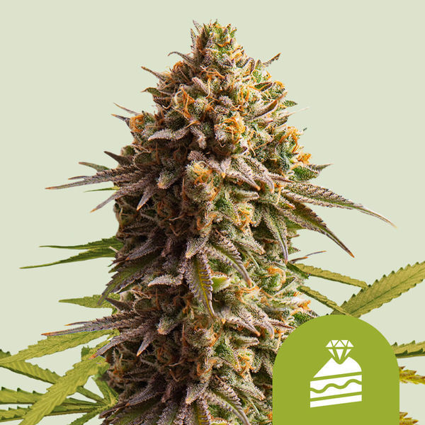 Wedding Cake Samonakvétací (Royal Queen Seeds) feminizovaná