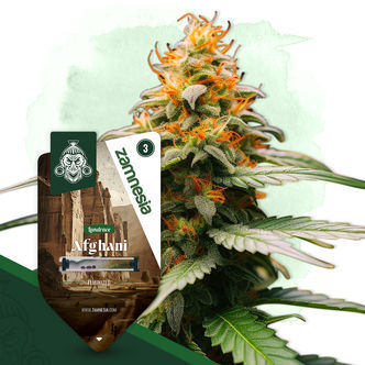 Afghani (Zamnesia Seeds) feminizovan&aacute;