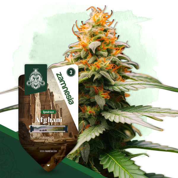 Afghani (Zamnesia Seeds) feminizovaná