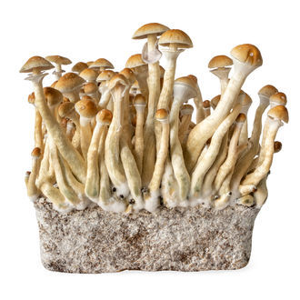 Stříkačka s tekutou kulturou B+ (Acid Shroomz)