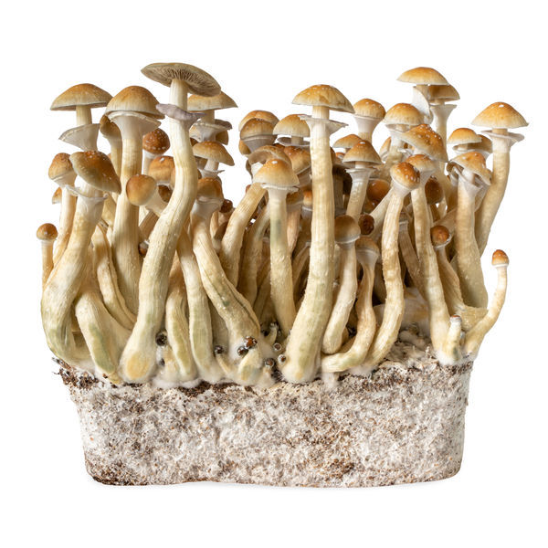 Stříkačka s tekutou kulturou B+ (Acid Shroomz)