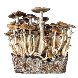 Stříkačka s tekutou kulturou Hawaii (Acid Shroomz)