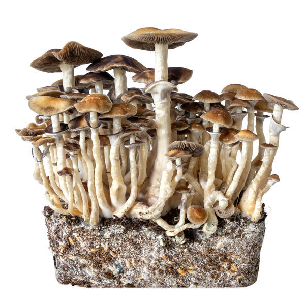 Stříkačka s tekutou kulturou Hawaii (Acid Shroomz)