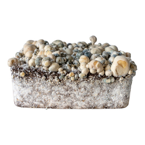 Stříkačka s tekutou kulturou Melmac Monster (Acid Shroomz)