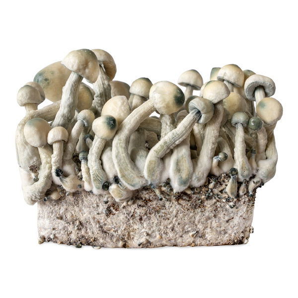 Stříkačka s tekutou kulturou Melmac Monster (Acid Shroomz)