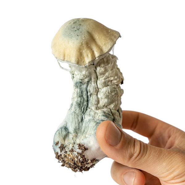 Stříkačka s tekutou kulturou Melmac Monster (Acid Shroomz)